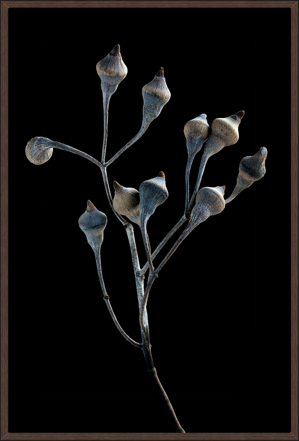 DRIED SILVER PRINCESS