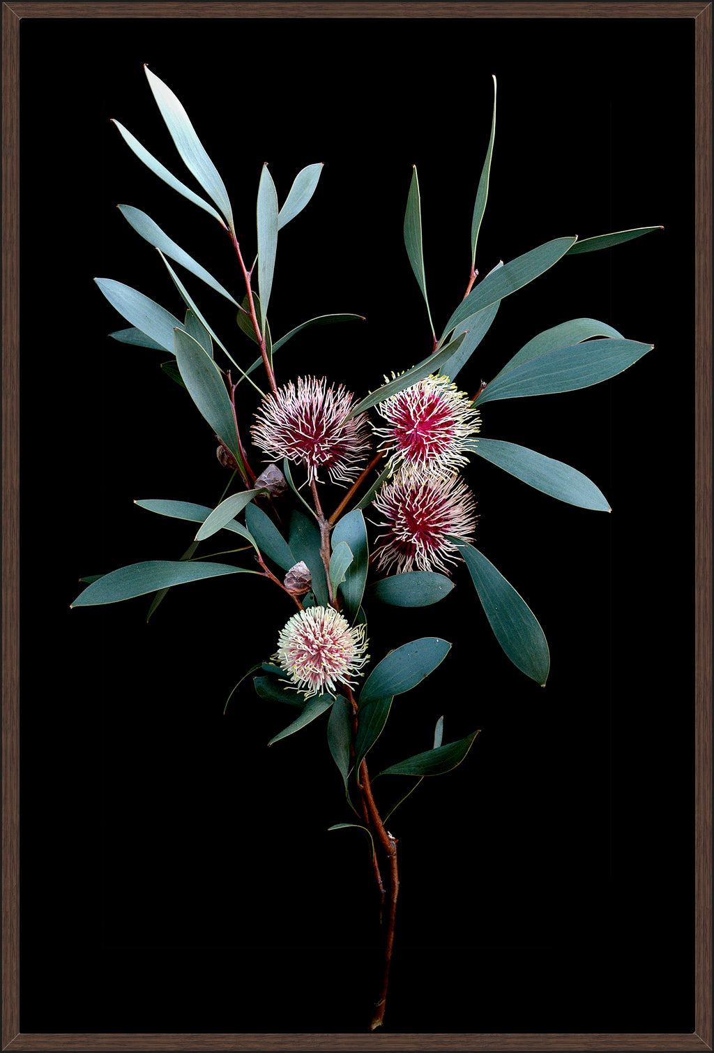 KODJET HAKEA FLOWERS
