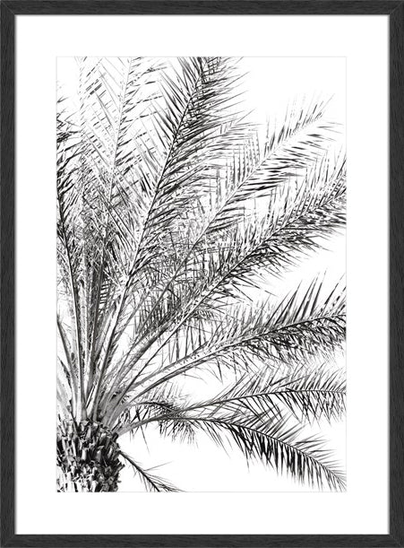 PALM BREEZE NOIR
