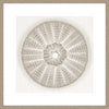 SEA URCHIN - PEARL