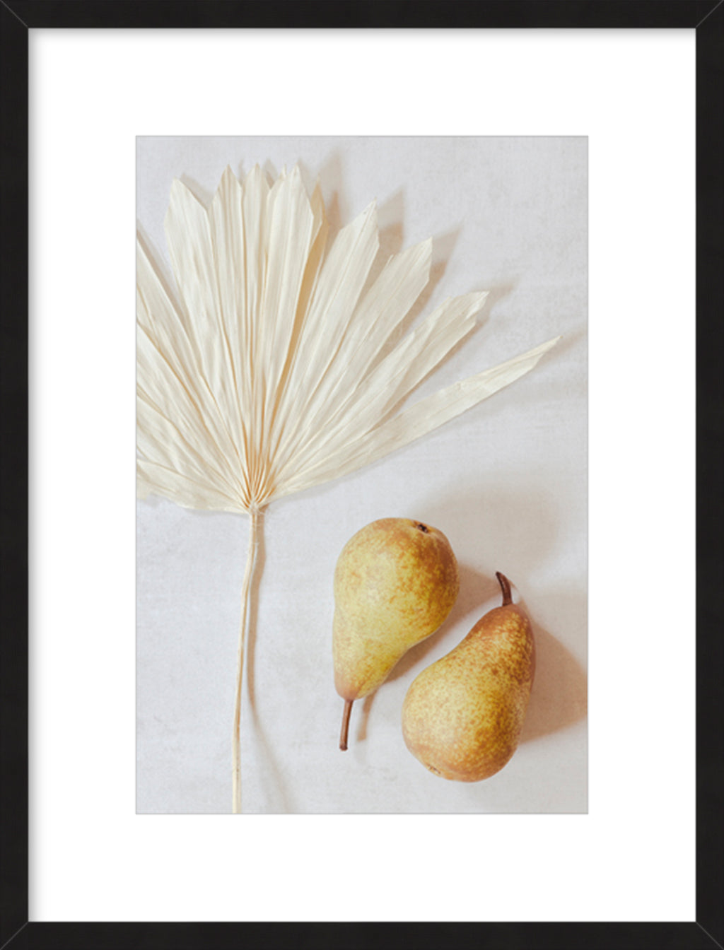 STILL COLLECTION - MELODY